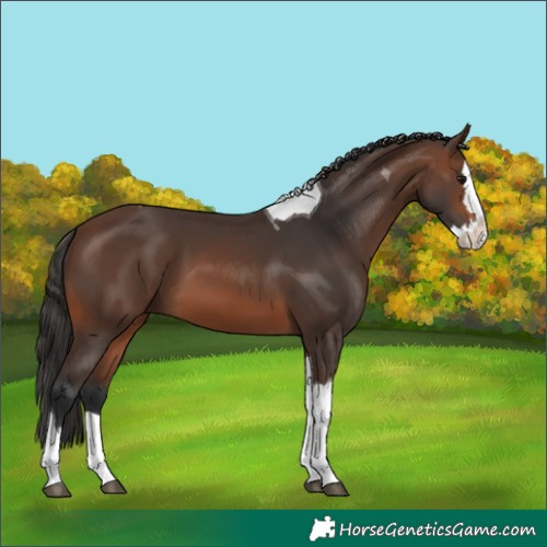 Horse Color:Brown Splash Tobiano 