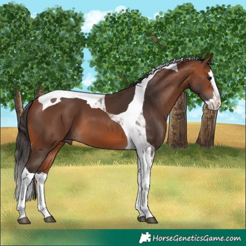 Horse Color:Bay Splash Tobiano 