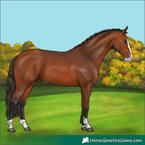 Horse Color:Bay Splash Tobiano
