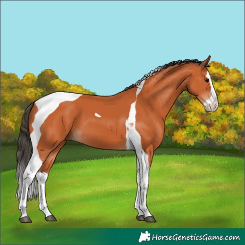 Horse Color:Bay Splash Tobiano 