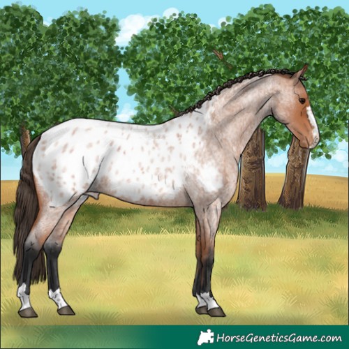 Horse Color:Bay Roan Blanket 