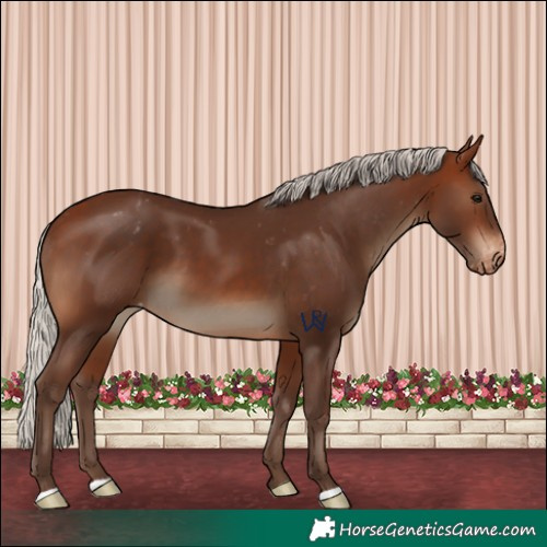 Horse Color:Silver Brown Appaloosa 