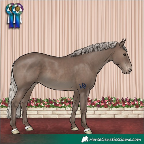 Horse Color:Silver Black Appaloosa