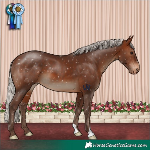 Horse Color:Silver Brown Appaloosa