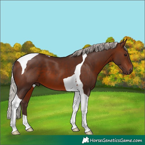 Horse Color:Silver Brown Tobiano
