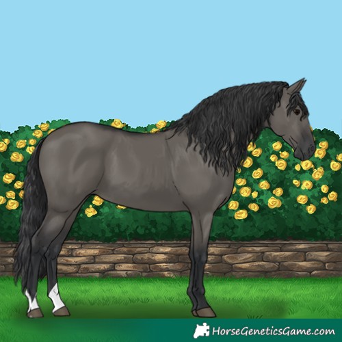 Horse Color:Grullo 