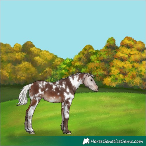 Horse Color:White Spotted Silver Brown