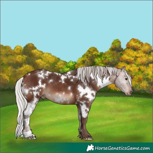 Horse Color:White Spotted Silver Brown