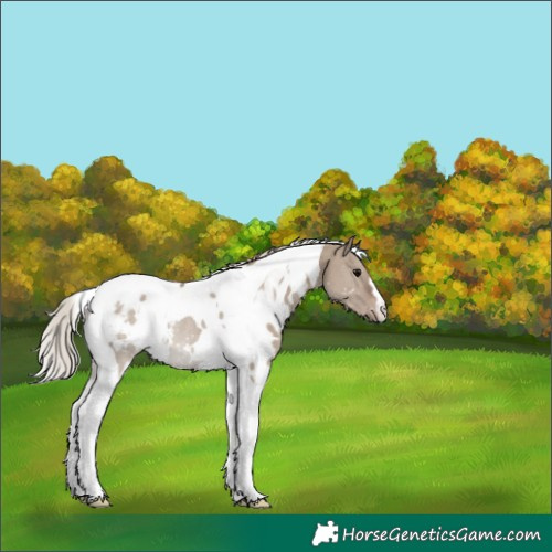 Horse Color:White Spotted Silver Grullo Tobiano Appaloosa Rabicano 