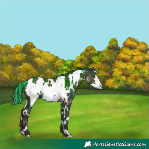 Horse Color:Painted White Spotted Liver Chestnut Frame Rabicano