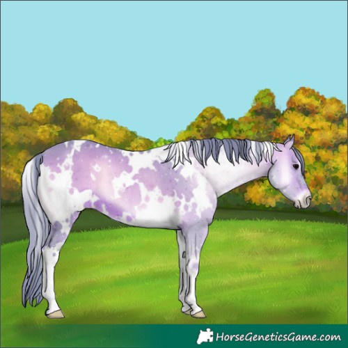 Horse Color:Watercolor White Spotted Brown Onyx 