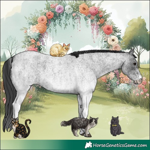 Horse Color:White Spotted Blue Roan Rabicano and White Spotted Blue Roan Rabicano