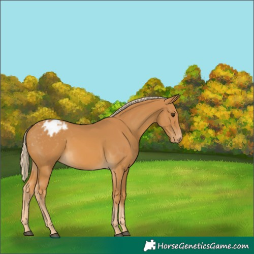 Horse Color:Unknown 