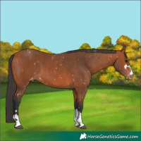 Horse Color:Bay Appaloosa  and Bay Appaloosa 