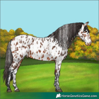Horse Color:Bay Appaloosa and Bay Appaloosa Rabicano