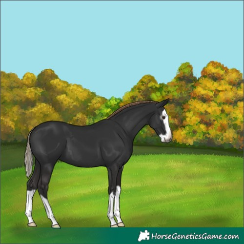 Horse Color:Gray Liver Chestnut Splash