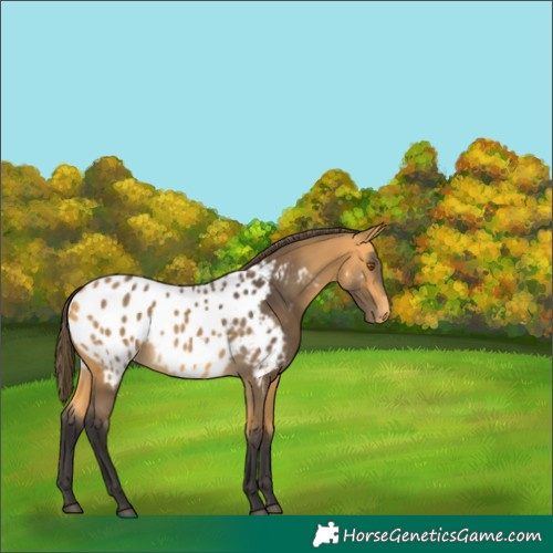 Horse Color:Buckskin Appaloosa 