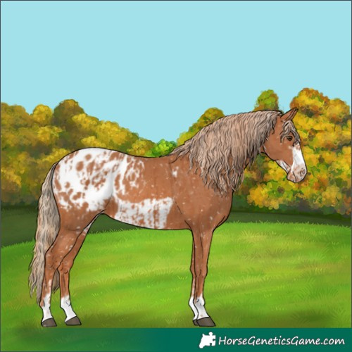 Horse Color:Chestnut Blanket  and Chestnut Frame Blanket 