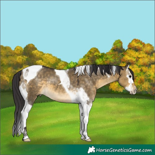 Horse Color:Buckskin Dun Splash Tobiano