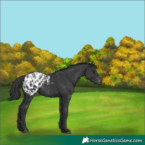 Horse Color:Black Appaloosa and Black Appaloosa
