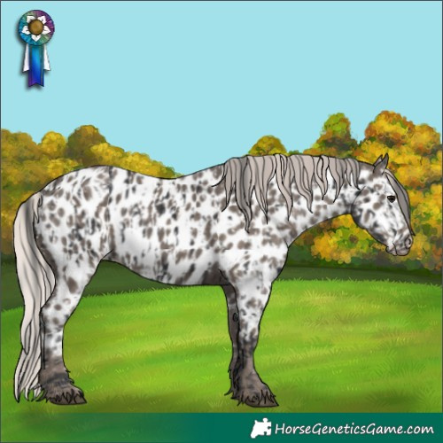 Horse Color:Black Appaloosa  and Silver Black Appaloosa 