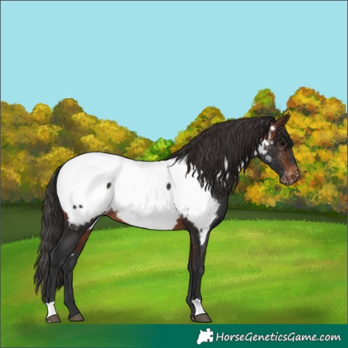 Horse Color:Brown Near Fewspot