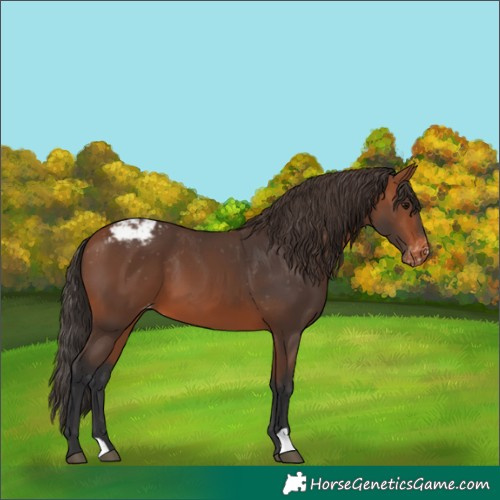 Horse Color:Bay Varnish 