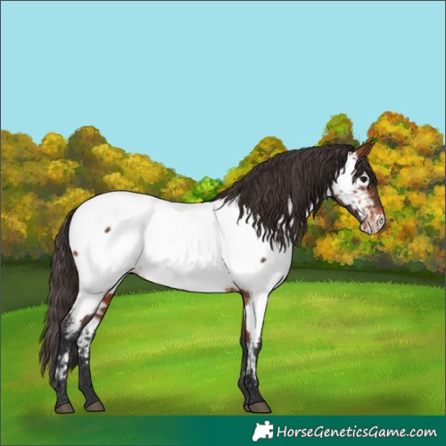 Horse Color:Bay Near Fewspot 