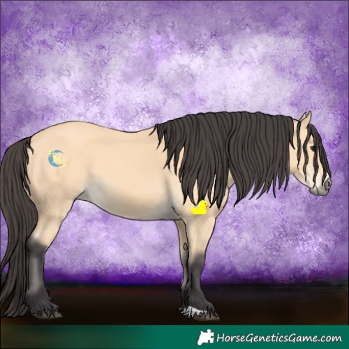 Horse Color:Buckskin