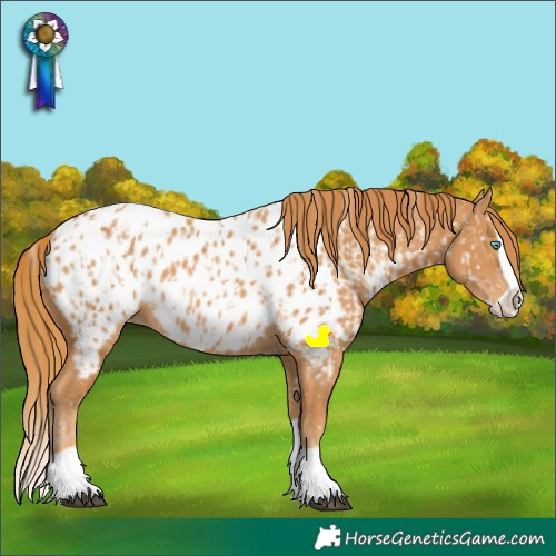 Horse Color:Chestnut Splash Appaloosa and Chestnut Splash Appaloosa