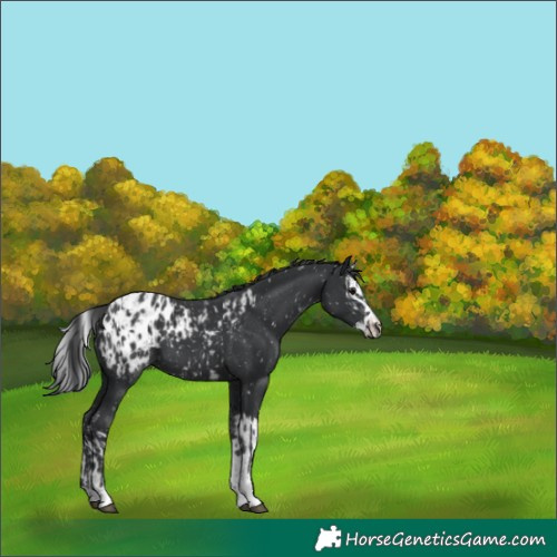 Horse Color:Black Appaloosa  and Black Splash Appaloosa 