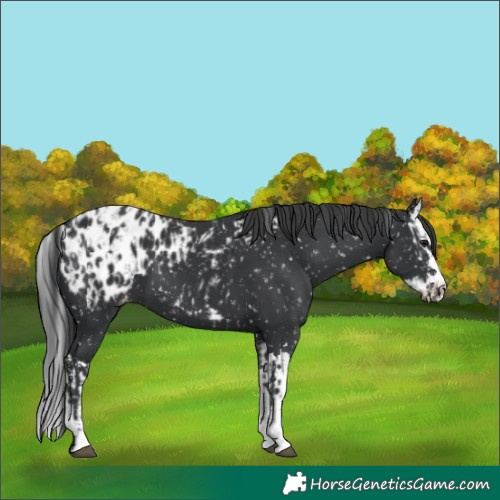 Horse Color:Black Blanket and Black Splash Blanket