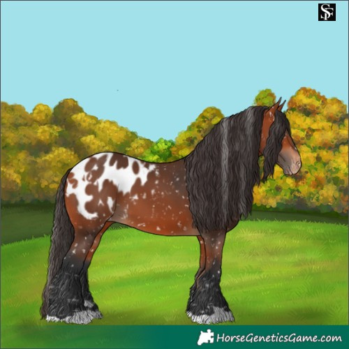Horse Color:Bay Appaloosa  and Bay Appaloosa 