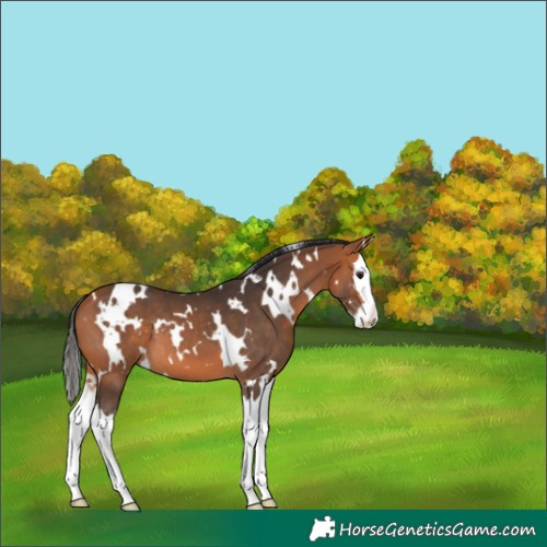 Horse Color:White Spotted Bay Splash