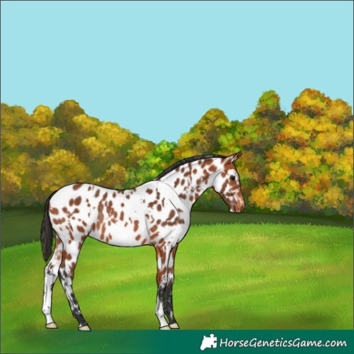 Horse Color:White Spotted Bay Appaloosa Rabicano 