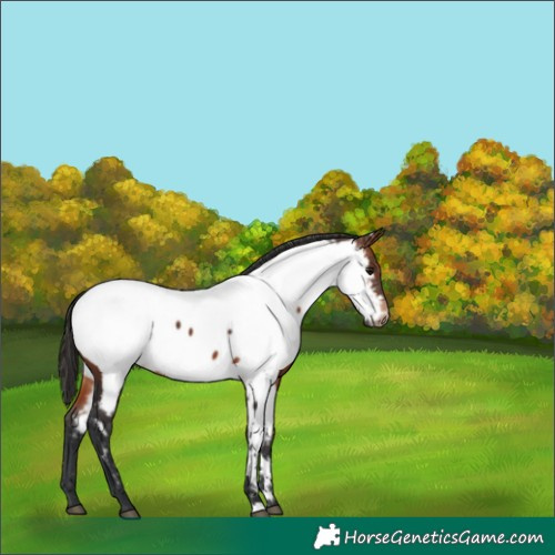 Horse Color:Brown Near Fewspot