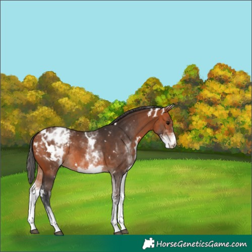 Horse Color:White Spotted Bay Appaloosa Rabicano 
