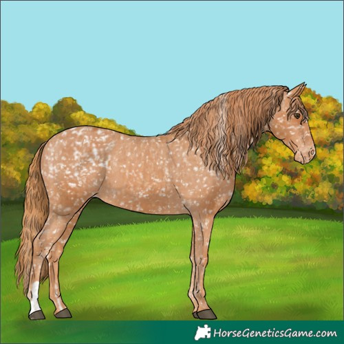 Horse Color:Chestnut Appaloosa and Chestnut Appaloosa
