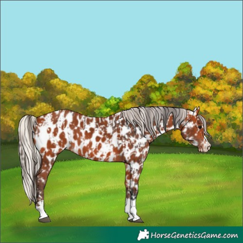 Horse Color:Bay Near Leopard and Silver Bay Near Leopard