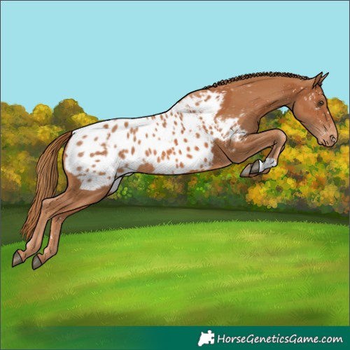 Horse Color:Chestnut Appaloosa and Chestnut Appaloosa