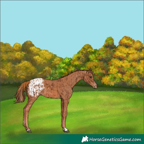 Horse Color:Chestnut Appaloosa and Chestnut Appaloosa