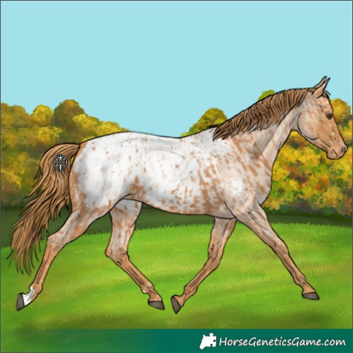Horse Color:Chestnut Appaloosa and Red Roan Appaloosa
