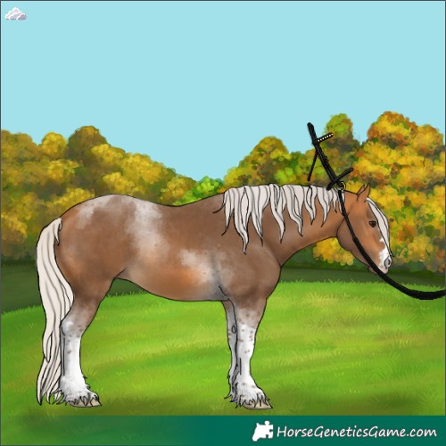 Horse Color:Silver Buckskin Tobiano