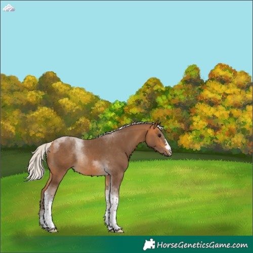 Horse Color:Silver Buckskin Tobiano