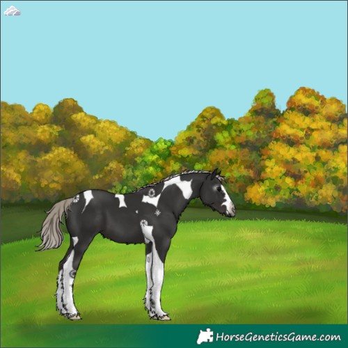 Horse Color:Gray Silver Black Tobiano 