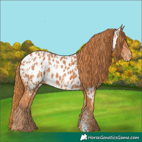 Horse Color:Chestnut Appaloosa  and Chestnut Appaloosa 
