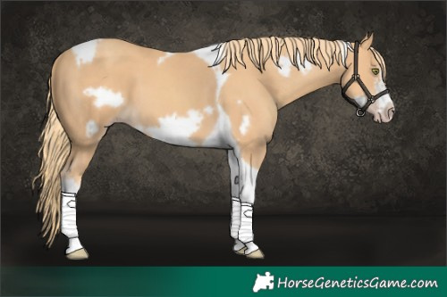 Horse Color:Gold Champagne Tobiano Frame 