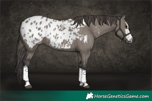 Horse Color:Grullo Blanket