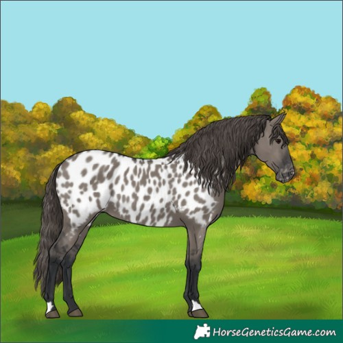 Horse Color:Grullo Near Leopard