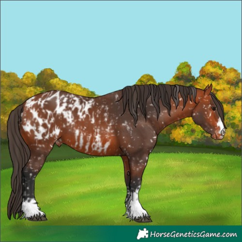 Horse Color:Bay Blanket  and Bay Blanket 